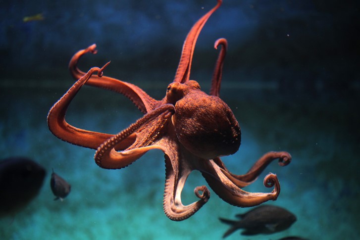 Evolution's Masterpiece: The Strategic Genius of the Octopus