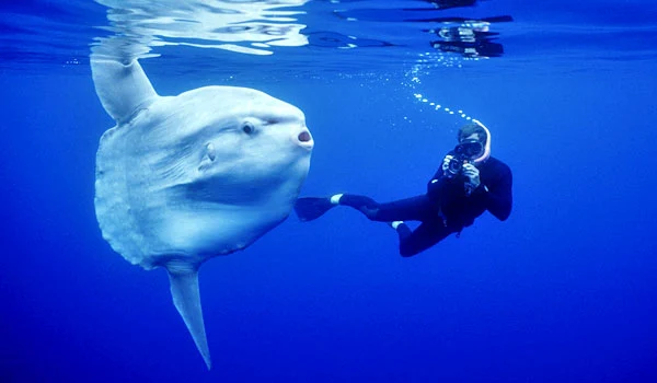 Discovering the Mysterious Mola Mola: The Ocean's Gentle Giant